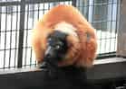 動物図鑑・アカエリマキキツネザルの写真 8